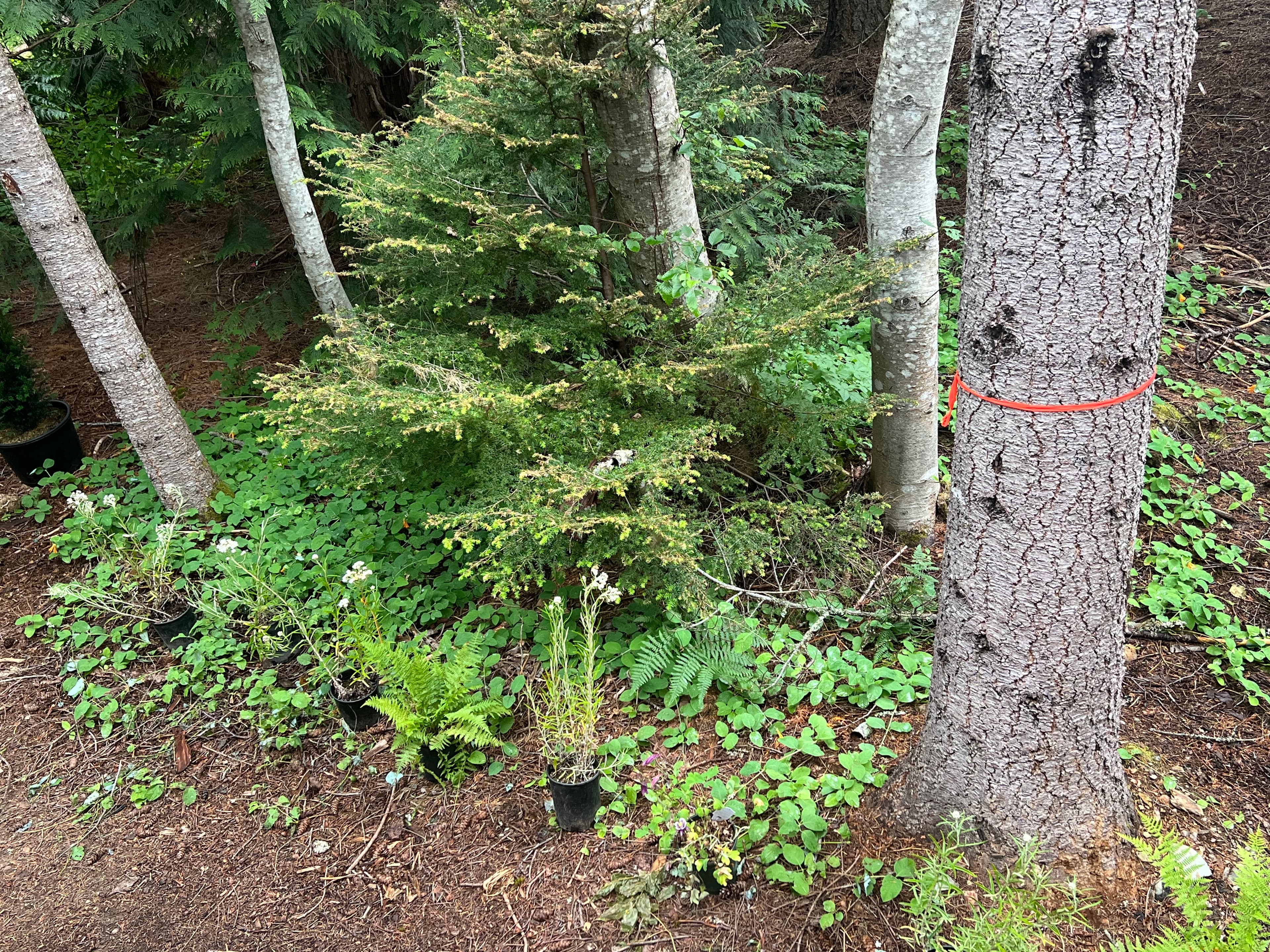 Indigenous food and medicinal plants